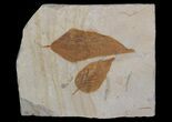 Two Detailed Fossil Hackberry Leaves - Montana #68317-1